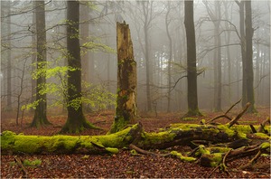 Manchmal kann man den Wald atmen hören.