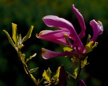 Von der Knospe zur Blüte