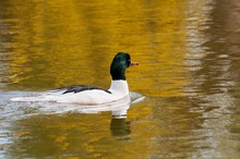 Goosander