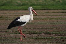 Schreitvogel