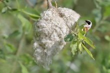 Nestbau fast abgeschlossen ...