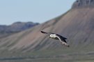 Eissturmvogel (Fulmarus glacialis)