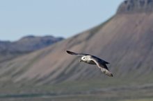 Eissturmvogel (Fulmarus glacialis)