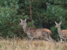 Alttier mit Kalb