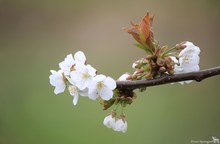 Kirschblüten