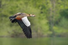 Nilgans