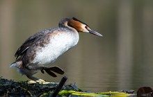 Haubentaucher beim brüten