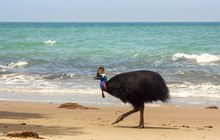 Helmkasuar am Strand