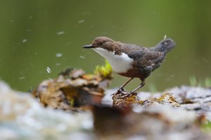 Wasseramsel