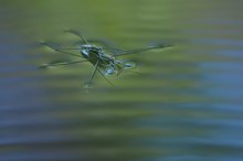 neue Jäger auf der Wasseroberfläche