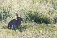 Wildkaninchen