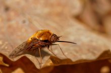 Wollschweber (Bombyliidae)