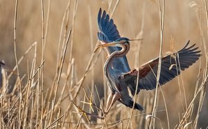 Purpurreiher im Landeanflug