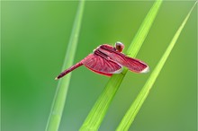 Red Airplane