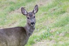 Besuch in Nachbars Garten