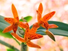 Guarianthe aurantiaca 'Mishima Spot'