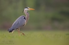 Graureiher (Ardea cinerea)