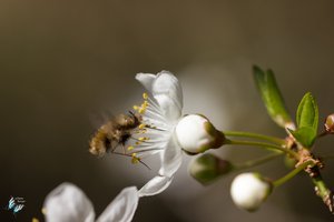 Wollschweber in Action