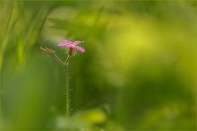 Pinkfarbener Farbtupfer im Wald