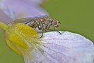Fliege auf Wiesenschaumkraut Blüte