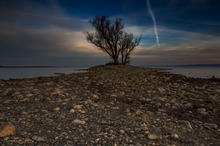 der letzte Baum