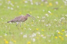 Großer Brachvogel