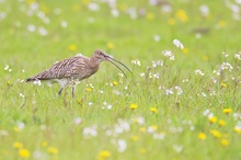 Großer Brachvogel