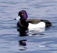 Ein Novum auf der Unterhavel - die Reiherente