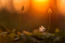 Sonnenuntergangsglühen am Waldboden