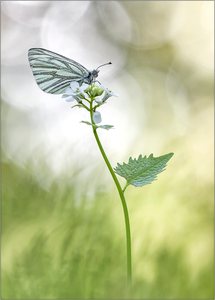 "Pieris napi"