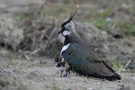 Kiebitz mit Jungvogel