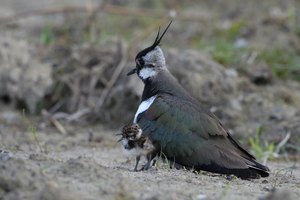 Kiebitz mit Jungvogel
