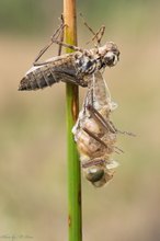 Cordulia aenea – Falkenlibelle