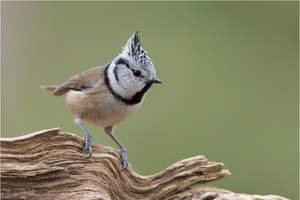 Haubenmeise (Lophophanes cristatus)