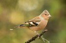 Buchfink (Fringilla coelebs)