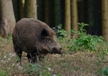 Schwein muss man haben