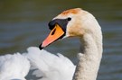 Mein lieber Schwan