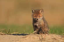 Ganz geheuer ist diesem jungen Fuchs die Sache nicht
