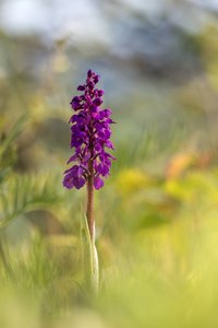 Orchis mascula