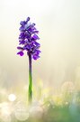 Anacamptis morio