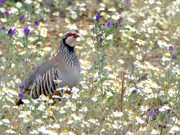 ... Rothuhn im Eldorado ...