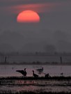 Sonnenaufgang bei Nebel im Ochsenmoor