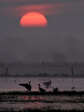 Sonnenaufgang bei Nebel im Ochsenmoor