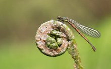 Frühe Adonislibelle