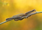 Pieris brassicae