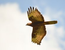 Wespenbussard im Flug