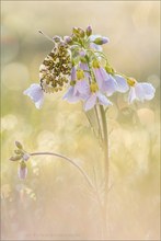 Aurorafalter (Anthocharis cardamines)