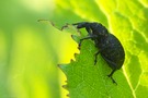 Fichtenrüsselkäfer etwa 1,5 cm groß