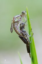 Adonislibelle beim Schlupf