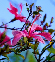 Hibiskus - Blüte ...